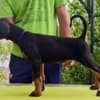 Doberman Puppies – Champion Bloodline photo 2