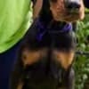 Doberman Puppies – Champion Bloodline photo 4