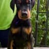 Doberman Puppies – Champion Bloodline photo 5