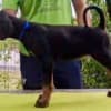 Doberman Puppies – Champion Bloodline photo 6