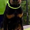 Doberman Puppies – Champion Bloodline photo 9