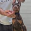 Doberman Puppies – Champion Bloodline photo 12