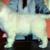 Golden Retriever puppies photo 2