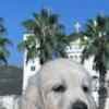 Golden Retriever puppies photo 3