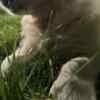 Golden Retriever puppies photo 4