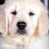 Golden Retriever puppies photo 5