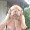Dogue de Bordeaux Beautiful Puppies photo 1