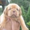 Dogue de Bordeaux Beautiful Puppies photo 2