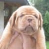 Dogue de Bordeaux Beautiful Puppies photo 3