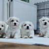 Coton de Tulear photo 1
