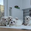 Coton de Tulear photo 2