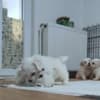 Coton de Tulear photo 4