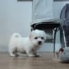 Coton de Tulear photo 6