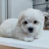 Coton de Tulear photo 7