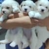 Coton de Tulear photo 9