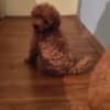 Red toy poodle photo 1