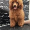 Red toy poodle photo 2