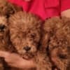 Red toy poodle photo 3
