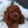 Red toy poodle photo 4