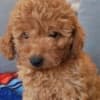 Red toy poodle photo 5