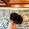 Cute yorkie puppy photo 1