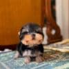 Cute yorkie puppy photo 2