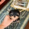 Cute yorkie puppy photo 3
