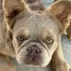 French Bulldog female photo 1
