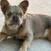 French Bulldog female photo 3
