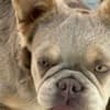 French Bulldog female photo 5