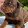 Dobermann Puppies for sale. Business Whatsapp :+447392009828 photo 1
