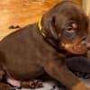 Dobermann Puppies for sale. Business Whatsapp :+447392009828 photo 3