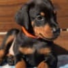Dobermann Puppies for sale. Business Whatsapp :+447392009828 photo 4