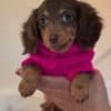 Adorable Dachshund Puppies for sale. Business Whatsapp :+447392009828 photo 1