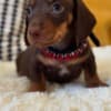 Adorable Dachshund Puppies for sale. Business Whatsapp :+447392009828 photo 3