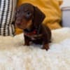 Adorable Dachshund Puppies for sale. Business Whatsapp :+447392009828 photo 4