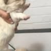 Adorable Chihuahua Puppies for saale. Business Whatsapp :+447392009828 photo 1
