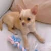 Adorable Chihuahua Puppies for saale. Business Whatsapp :+447392009828 photo 2