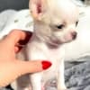 Adorable Chihuahua Puppies for saale. Business Whatsapp :+447392009828 photo 3