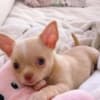 Adorable Chihuahua Puppies for saale. Business Whatsapp :+447392009828 photo 4