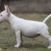 Miniature Bull Terrier photo 1