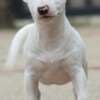 Miniature Bull Terrier photo 2