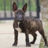 Miniature Bull Terrier photo 4