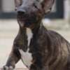 Miniature Bull Terrier photo 5