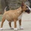 Miniature Bull Terrier photo 8