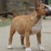 Miniature Bull Terrier photo 9