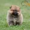 Pomeranian Spitz puppies photo 1
