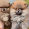 Pomeranian Spitz puppies photo 2