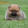 Pomeranian Spitz puppies photo 5