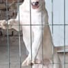 Standard Bull Terrier Puppies photo 1